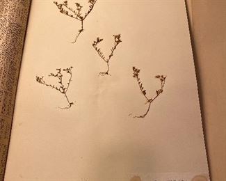 Dried Flower Collection