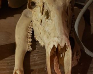 skull, bones, teeth, animal
