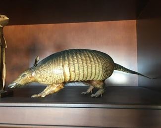 Taxidermy Armadillo