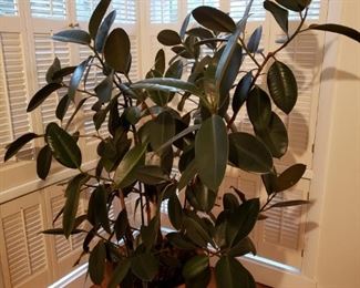 Live plant