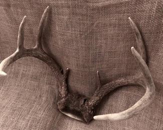 Deer Antlers--8 point buck