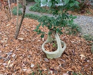 Cement Garden Basket
