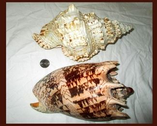 Large Shells