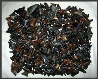 Shark Teeth 