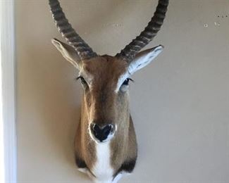 Waterbuck Trophy Mount Taxidermy