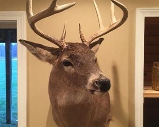 White tail deer mount