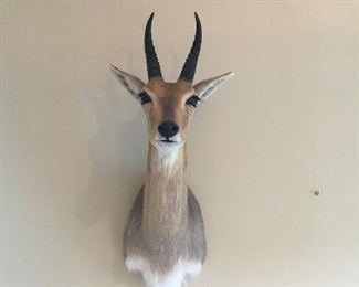 Red Lechwe Trophy Mount Taxidermy