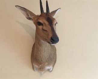 Dikdik Trophy Mount Taxidermy