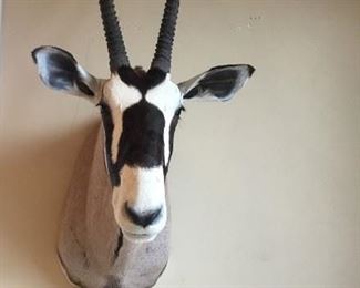 Oryx/Gemsbok Trophy Mount Taxidermy