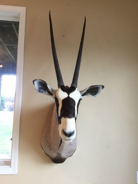 Oryx/Gemsbok Trophy Mount Taxidermy