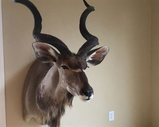 Kudu Trophy Mount Taxidermy