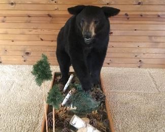Full size bear taxidermy habitat