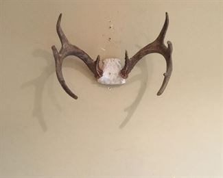 White tail deer anterlers