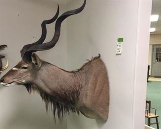 Kudu