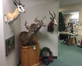 Springbok, whitetail deer, hartesbeest trophy mounts taxidermy
