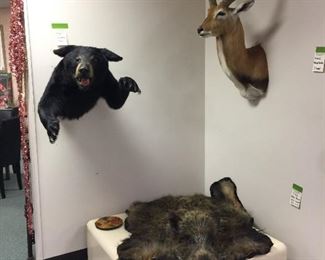 Bear, waterbuck, wild boar taxidermy trophies