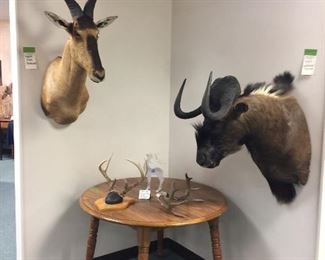 Wildebeest, antlers trophy taxidermy