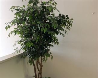 Silk Ficus https://ctbids.com/#!/description/share/293098