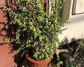 Pots & Plants Galore!