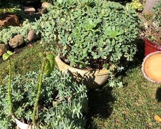 Plants & Pots Galore!