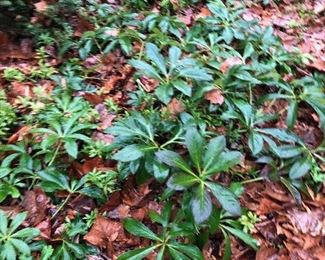 Happy Hellebores
In a pot take home a Lenten rose