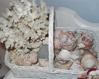 Shells and Coral