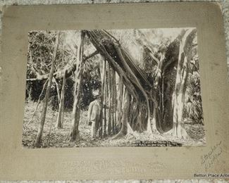1934 Ft Lauderdale Banyon tree