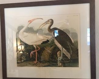 large Audubon print