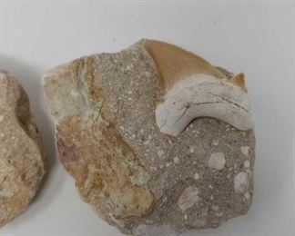Shark Tooth fossils