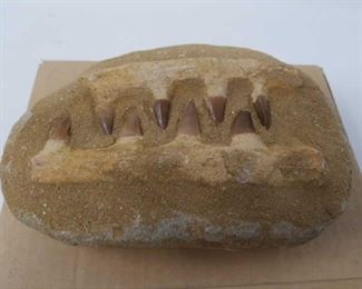 fossilized jawbone