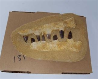 fossilized jawbone