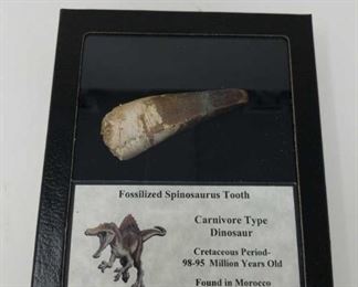 Fossilized spinosaurus tooth