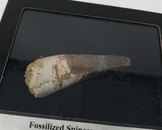 Fossilized spinosaurus tooth
