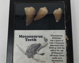 Case of mosasaurus teeth