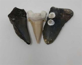 3 fossil shark teeth