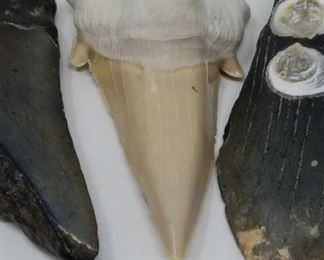 3 fossil shark teeth