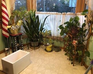 plants