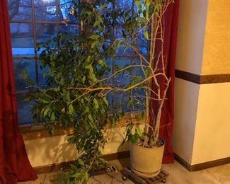 live plant