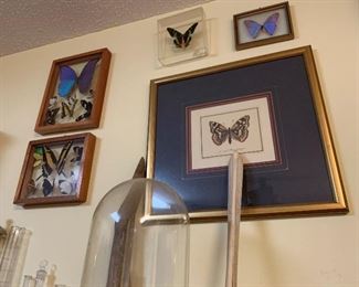 Very Pretty Butterfly Display Cabinets