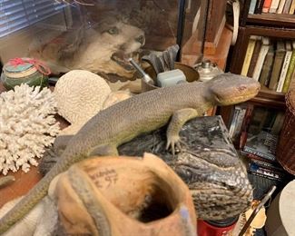 Taxidermy Lizard, Turtle and More