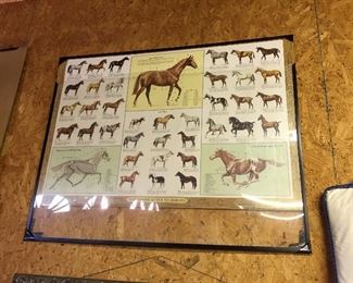 Horse Breed Poster