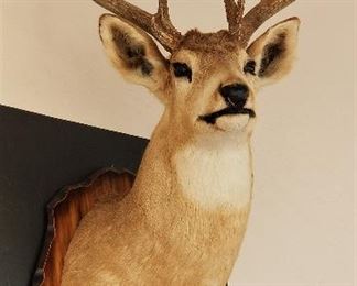 Taxidermy deer mount