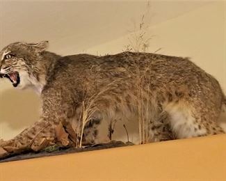 Taxidermy Bobcat