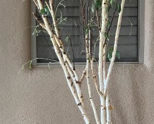 Faux outdoor Plant		
