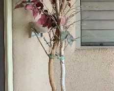 Faux Outdoor Plant #2		
