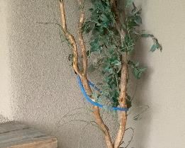 Faux Outdoor Plant #3		
