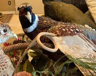 Taxidermy Birds in a Basket		
