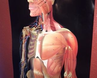 3d human body view poster