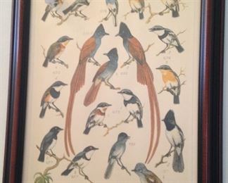 Framed bird art