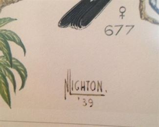 Bird art by N. Lighton 1939